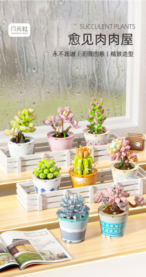 Wonder Moon - Succulent Plants 01.jpg